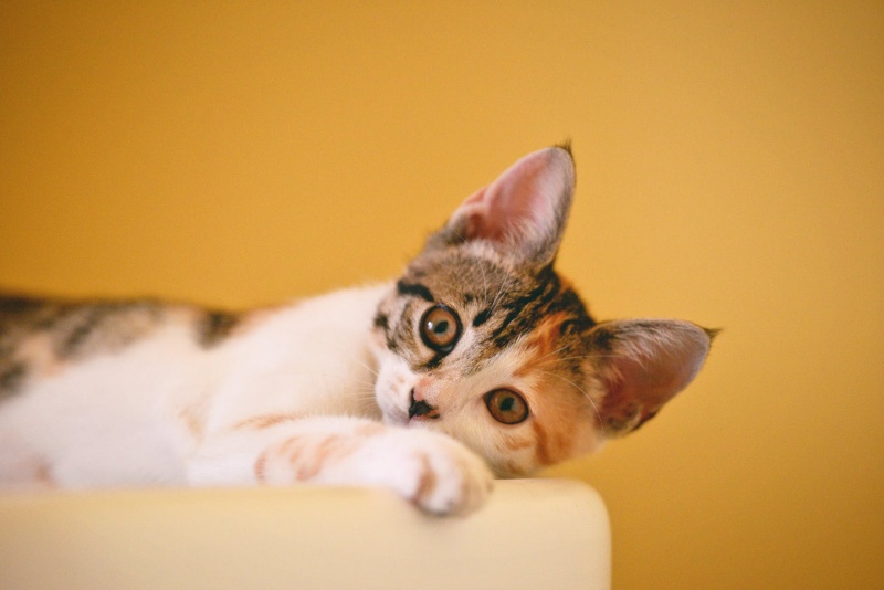 波斯猫的动态照片欣赏 5个方法教你养护波斯猫