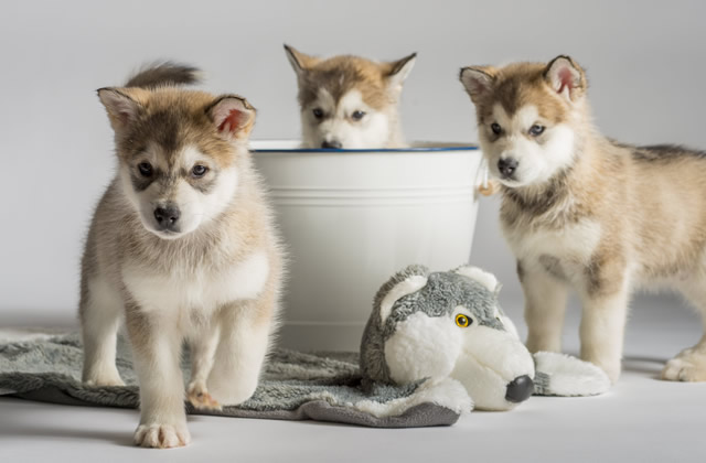 如何辨别新养的泰迪犬的品种 4种泰迪犬的区别一目了然